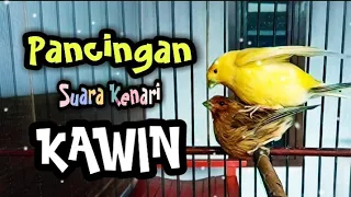 wedding canary sound