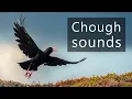 The sounds of Red billed choughs