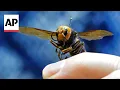 Invasive murder hornets are wiped out in the US s say