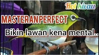 masteran pleci nembak panjang sejalur ngesap ngesap bikin perfect