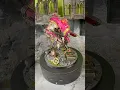 Download Lagu Imperial Knight - Warglaive #warhammer40k #warhammer #warhammercommunity #spacemarines