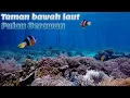 Download Lagu My Trip bersama Puteri Muslimah Samarinda, Snorkeling di Spot Nemo, Pulau Derawan, Berau, Kal-Tim