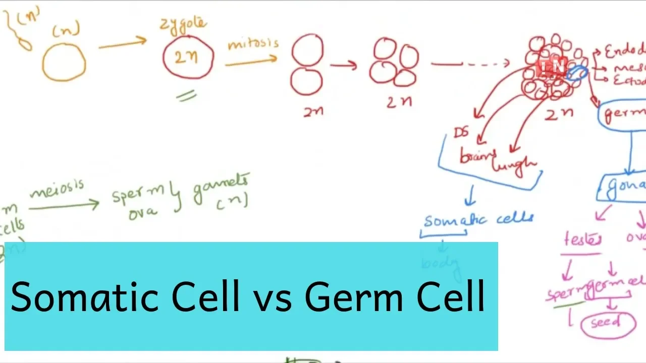 Somatic Cell & Germ Cell - What is the Difference?