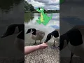 Lagu Cartoon Dragon Meets Live Action Goose | Animation in Real Life | Boy \u0026 Dragon #shorts