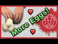 Family Pulls Ball Python Eggs STX-21-05