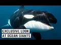 Inside The World Of Deep Sea Giants Killer Whales