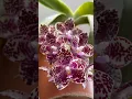 Download Lagu Waarom Phalaenopsis gigantea een must-have orchidee is