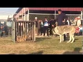 Download Lagu Alabai vs Real Wolf reaction test ( Part 2 )