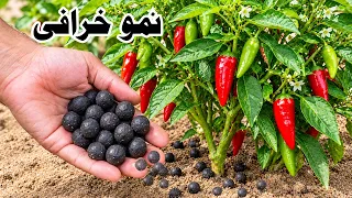 اختراع رهيب كبسولات تسميد جبارة تغذى النبات لاشهر وتجعل ينمو بجنون وتخزن لسنوات