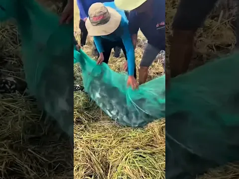ইঁদুর তাড়ানোর এই দেশি কৌশল আগে দেখেননি! 😲