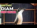 Download Lagu toet toet suara cendet gacor Di PAGI HARI sangat efektif buat Pancingan cendet diam agar cpt bunyi