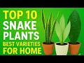 Top 10 Types of Snake Plants Best Snake Plant Varieties for Home Office