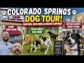 Doggy Day Care Dog Tour Camp Bow Wow Bear Creek Dog Park A Rescue That Gives Back