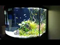 New Aquarium Update Aqueon 36 Gallon Bowfront Ensemble