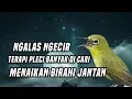Download Lagu Menaikan birahi jantan pleci ngalas ngecir 