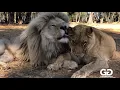 Download Lagu Lion love