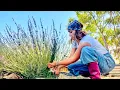 Tutorial How To Harvest Dry and Use Lavender