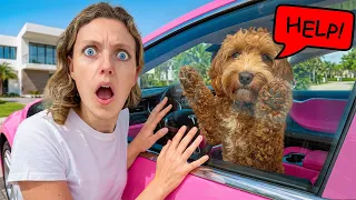 My DOG is TRAPPED in TESLA HELP