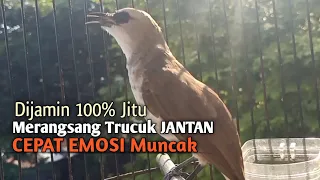 Download Trucuk BETINA memanggil Jantan Suara Birahi Ngecuplik 100% pancingan trucukan gacor agar BUNYI EMOSI MP3