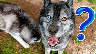 Answering Your Questions While My Huskies Go Wild In The Yard!