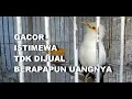 Download Lagu GT-BG #17 Jalak Putih Gacor Istimewa, Klangenan Seperti Keluarga, Kami Sayangi, Tidak Dijual