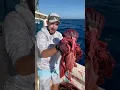 Download Lagu What do GIANT tuna eat? 🤔🍣  One way to find out! #tuna #fishing (for educational purposes only)
