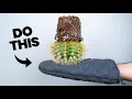 Download Lagu The Smart Way to Repot a Cactus