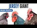 Jersey Giant Chicken Breed Profile History Health Issues - Jersey Giant Chicken Egg Ratio Lifespan