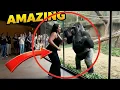 Lagu Gorilla’s Most Human Reaction Ever Captured!