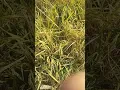 Download Lagu waktu panen ketan tidak boleh di pagi hari,dan basah agar hasil beras ketan nya jadi maksimal...