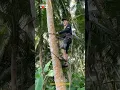 Download Lagu Alat Panjat Pohon Kelapa yang Menakjubkan..!