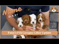 Patsy s F1b Cavapoo Litter Update Name Day