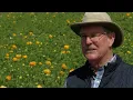 Rain and cool temperatures help the Carlsbad Flower Fields bloom
