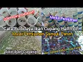 Lagu Pemijahan Ikan Cupang Sangatlah Mudah Dari Mulai Breeding Sampai Panen Terbaru 2025 #Breedingcupang 