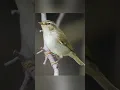 Download Lagu MERDU ‼️suara burung cikrak kutub liar #warbler #kicaumania #birdwatching
