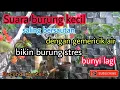 Terapi burung stres | Suara burung kecil dengan gemericik air bikin burung yang stres jadi bunyi
