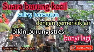 Download Terapi burung stres | Suara burung kecil dengan gemericik air bikin burung yang stres jadi bunyi MP3