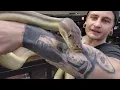 OLIVE PYTHONS part 1 of the liasis genus
