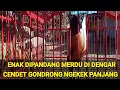 Lagu CENDET GONDRONG NGEKEK PANJANG, cendet predator punya nama