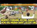 Lagu GAK NYANGKA MERPATI AKU TERBANGNYA CEPET BANGET! PERTAMAKALI BALAPIN MERPATI! BELI MURAH TAPI HOKI?!