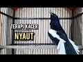Download Lagu kacer gacor NGEPLONG tarung ini paling ampuh buat PANCINGAN KACER agar EMOSI NYAUT