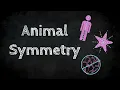 Animal Symmetry