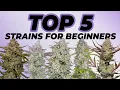 Top 5 Strains for Beginners Everyone can grow this weed