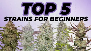 Top 5 Strains for Beginners Everyone can grow this weed