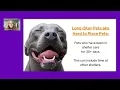 The Art of Adoption Engaging Adopters Creating Strategies for Hard-to-Place Pets