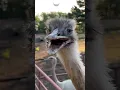 Kevin The Handsome Aggressive Rhea