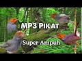 Download Lagu suara pikat prenjak atas ribut ngotot saling saut