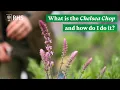 The Chelsea Chop What is it and how do I do it The RHS