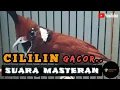 Download Lagu 🔴 Suara Burung Cililin Masteran gacor lagu lelah❗buat masteran pasti cepet masuk⁉️@sanggarkicauBF