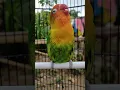 Download Lagu Lovebird Konslet Obot || Betina Konslet...#short